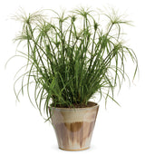 Cyperus papyrus Graceful Grasses® 'King Tut®' in decorative pot