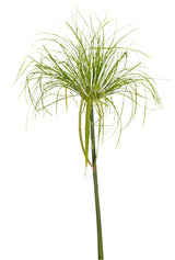 Cyperus papyrus Graceful Grasses® 'King Tut®'