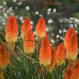 Kniphofia PYROMANIA® 'Backdraft'