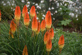 Kniphofia PYROMANIA® 'Backdraft'