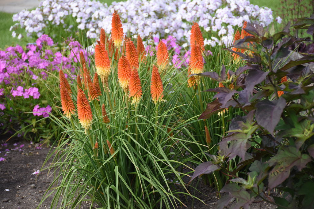 Kniphofia PYROMANIA® 'Backdraft'