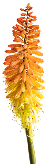 Kniphofia PYROMANIA® 'Backdraft'