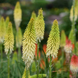 Kniphofia Pyromania 'Flashpoint'