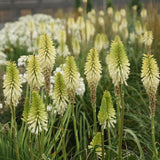 Kniphofia Pyromania 'Flashpoint'