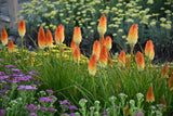 Kniphofia PYROMANIA® 'Hot and Cold'