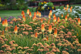 Kniphofia PYROMANIA® 'Hot and Cold'