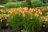 Kniphofia PYROMANIA® 'Hot and Cold'