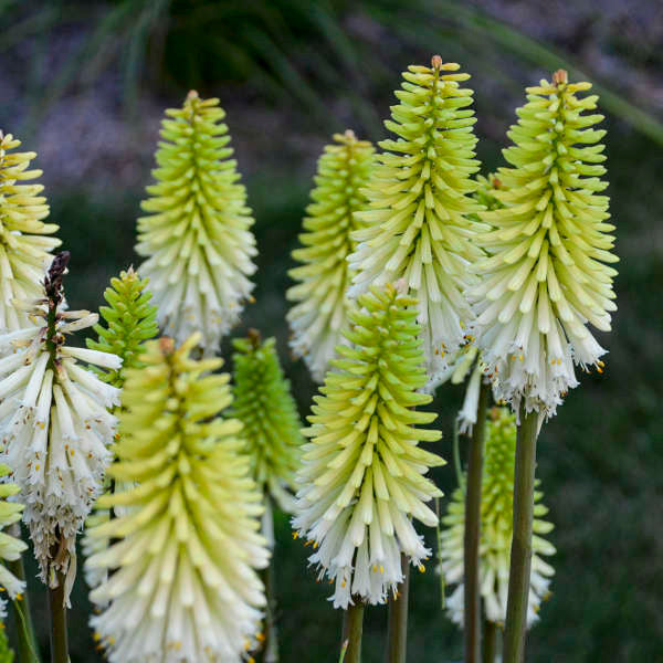 Kniphofia 'Lady Luck'