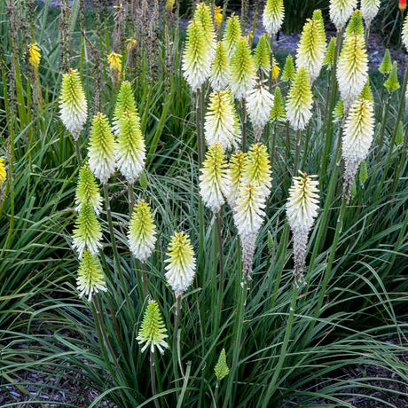 Kniphofia 'Lady Luck'