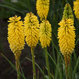 Kniphofia PYROMANIA® 'Solar Flare'