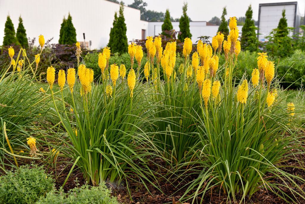 Kniphofia PYROMANIA® 'Solar Flare'