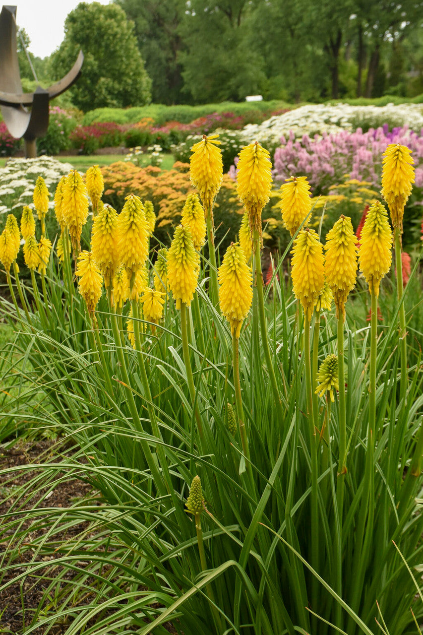 Kniphofia PYROMANIA® 'Solar Flare'