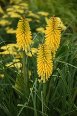 Kniphofia PYROMANIA® 'Solar Flare'