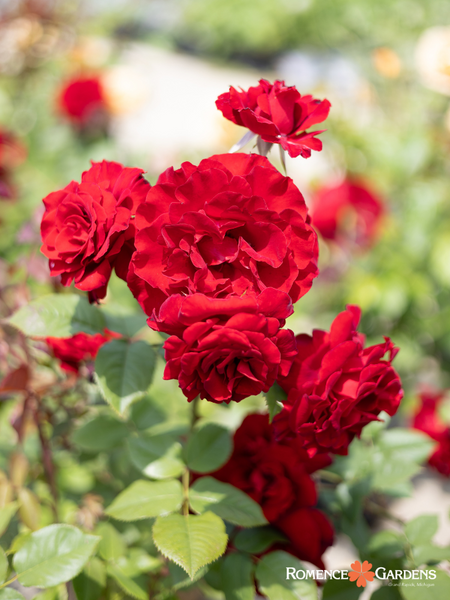 roseリーメント Rosa 'Lady In Red™' – Romence Gardens & Greenhouses
