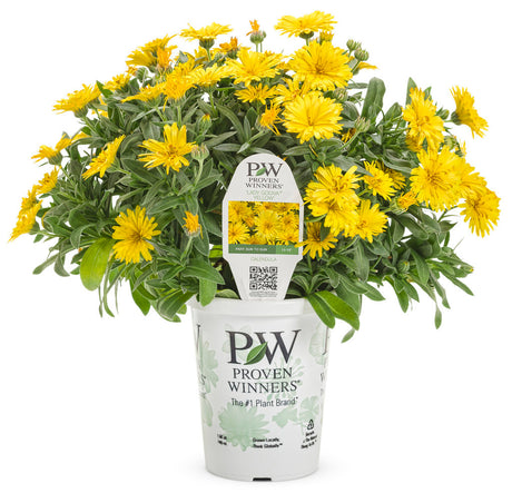 Calendula 'Lady Godiva® Yellow' in a grower pot