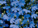 Lobelia erinus 'Laguna® Dark Blue'