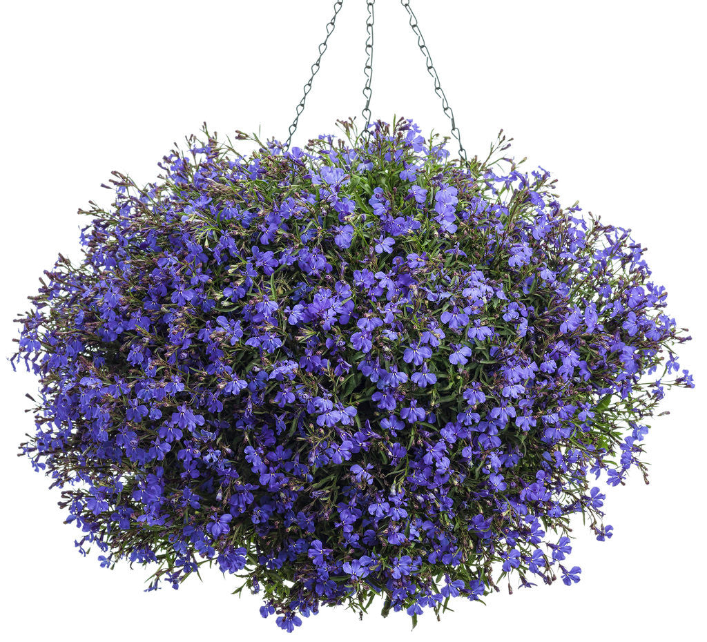 Lobelia erinus 'Laguna® Dark Blue' in hanging basket