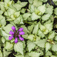 Lamium maculatum 'Ghost'