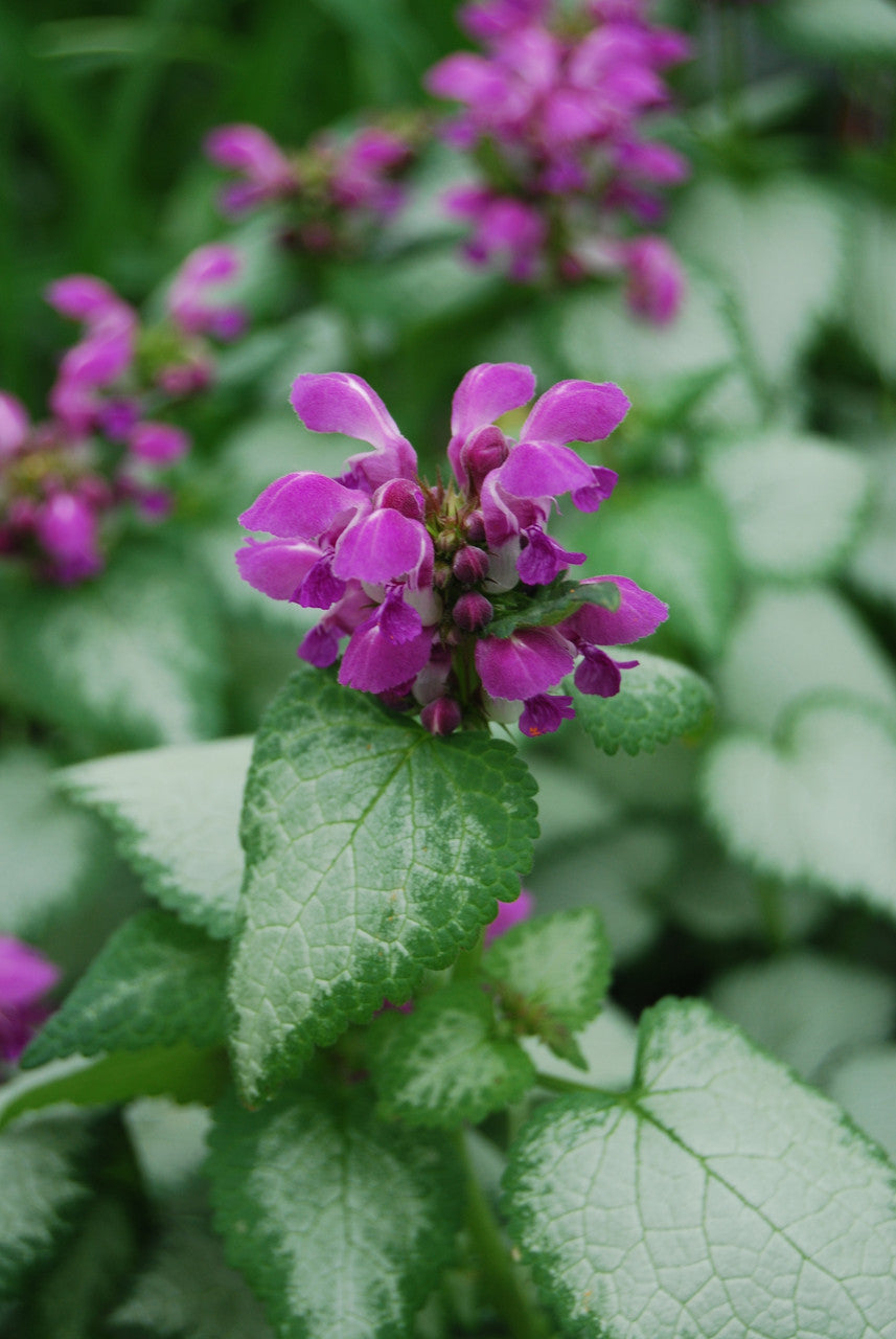 Lamium maculatum 'Purple Dragon'