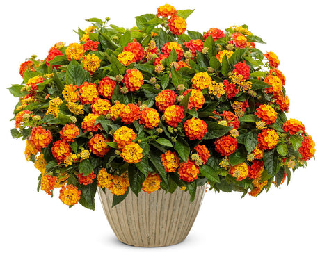 Lantana  'Luscious® Basket Tangelo™' in decorative pot