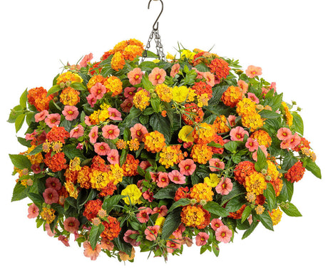 Lantana  'Luscious® Basket Tangelo™' combination