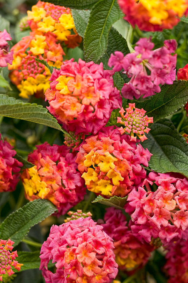 Lantana 'Luscious® Berry Blend™'