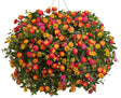 Lantana  'Luscious® Berry Blend™'