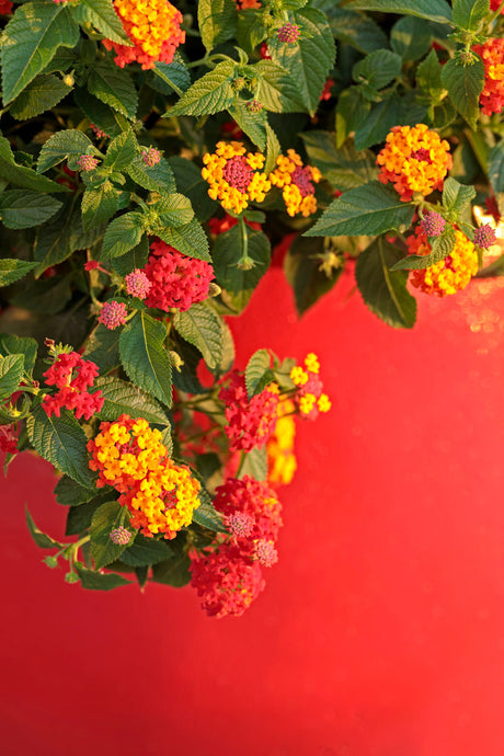 Lantana  'Luscious® Berry Blend™'