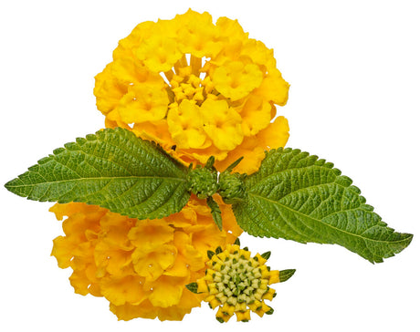 Lantana hybrid 'Luscious® Royale Lemon Tart™' bloom