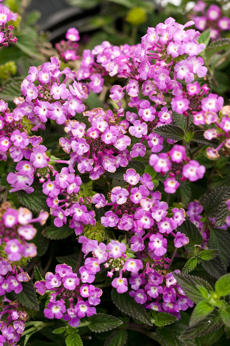 Lantana montevidensis 'Luscious® Grape'