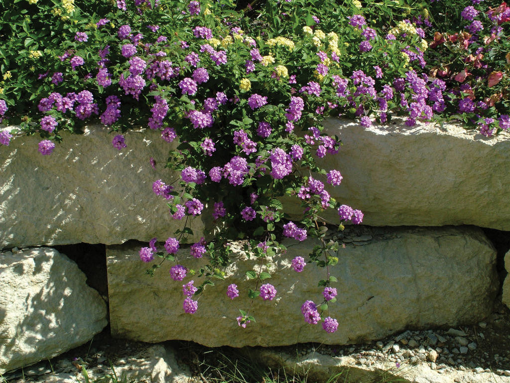 Lantana montevidensis 'Luscious® Grape'