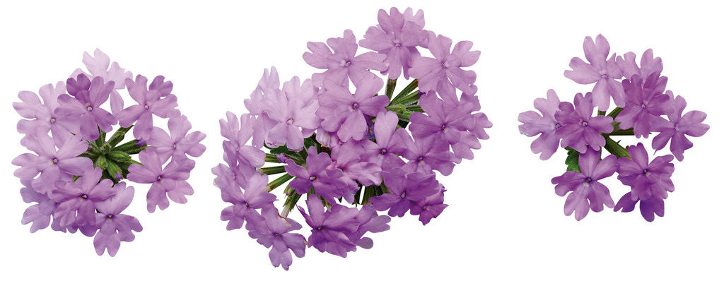 Verbena hybrid 'Superbena® Large Lilac Blue' flowers