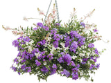Verbena hybrid 'Superbena® Large Lilac Blue' combination