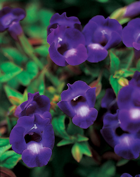 Torenia hybrid 'Summer Wave® Large Violet'