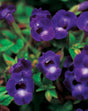 Torenia hybrid 'Summer Wave® Large Violet'