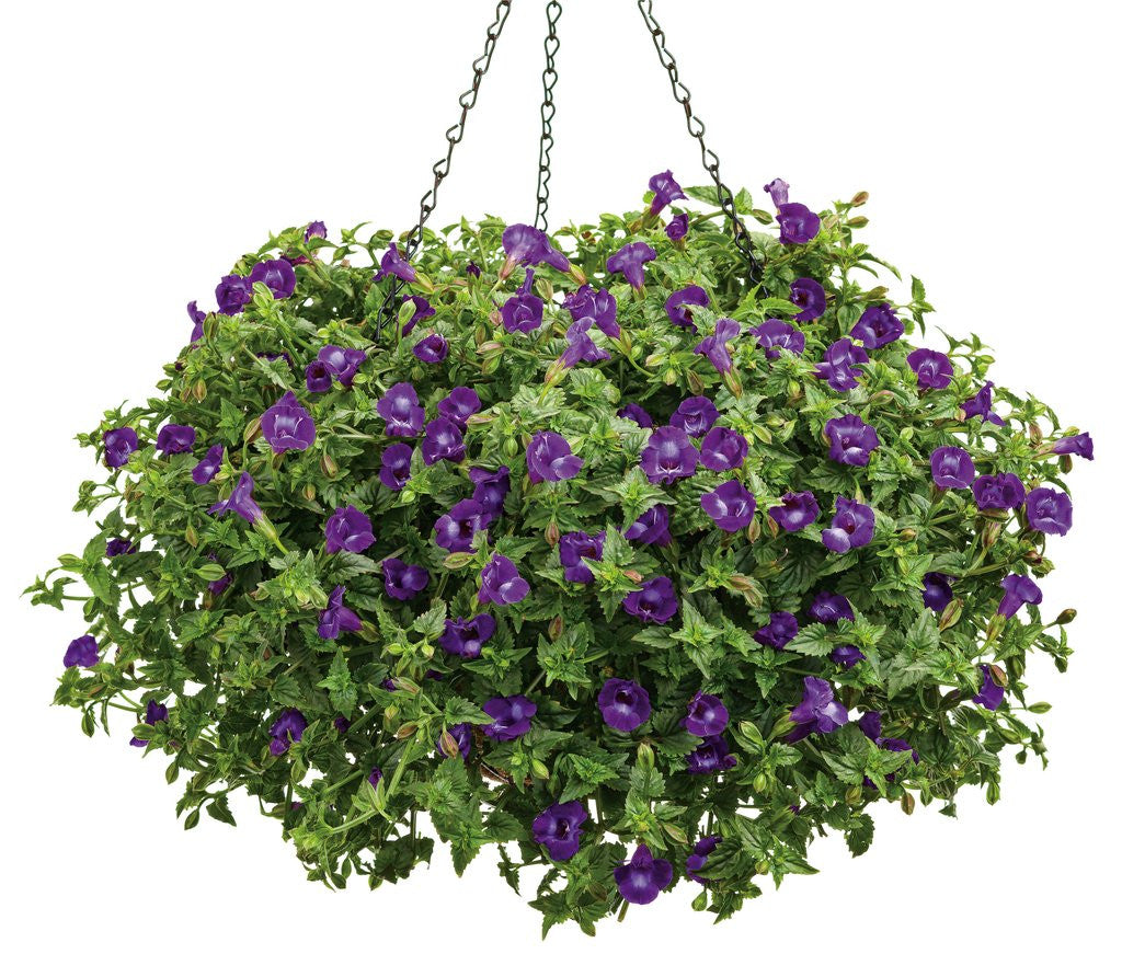 Torenia hybrid 'Summer Wave® Large Violet' in hanging basket