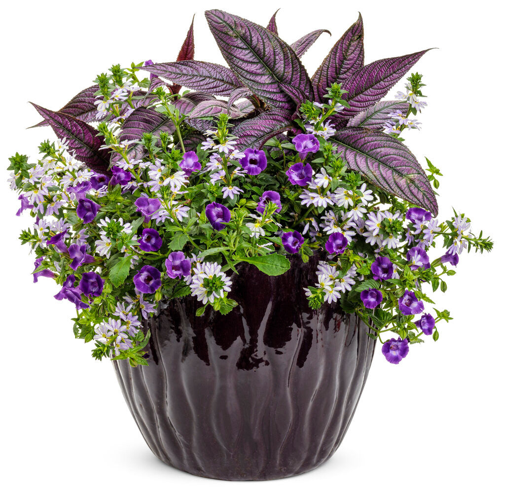 Torenia hybrid 'Summer Wave® Large Violet' combination