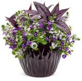 Torenia hybrid 'Summer Wave® Large Violet' combination