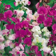 Lathyrus latifolius 'Mixed'