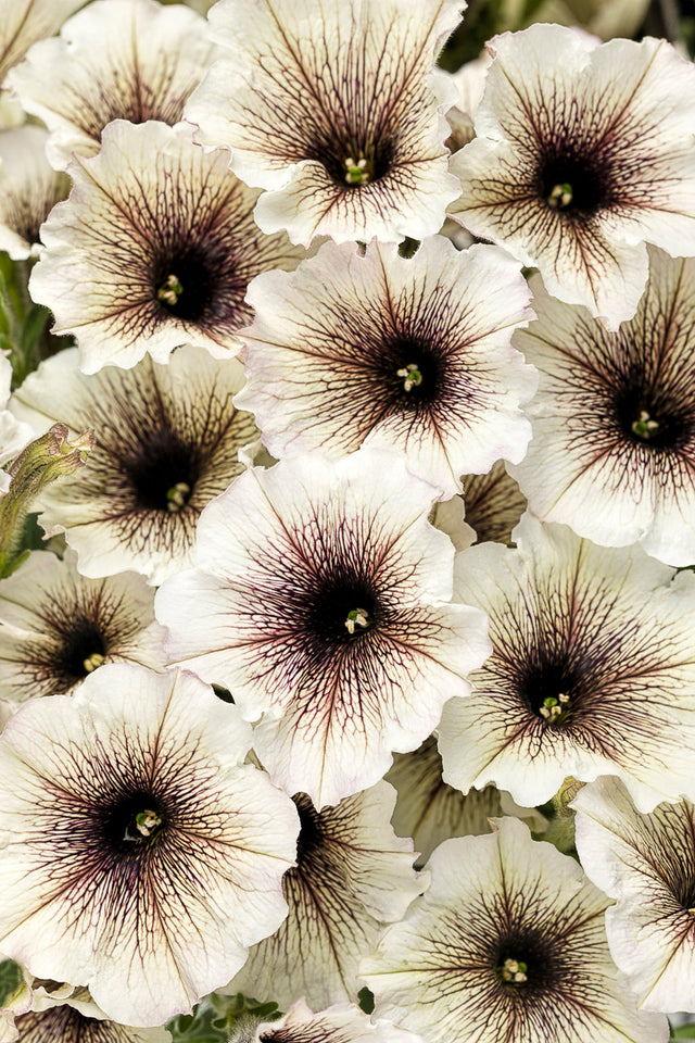 Petunia hybrid 'Supertunia® Latte™'