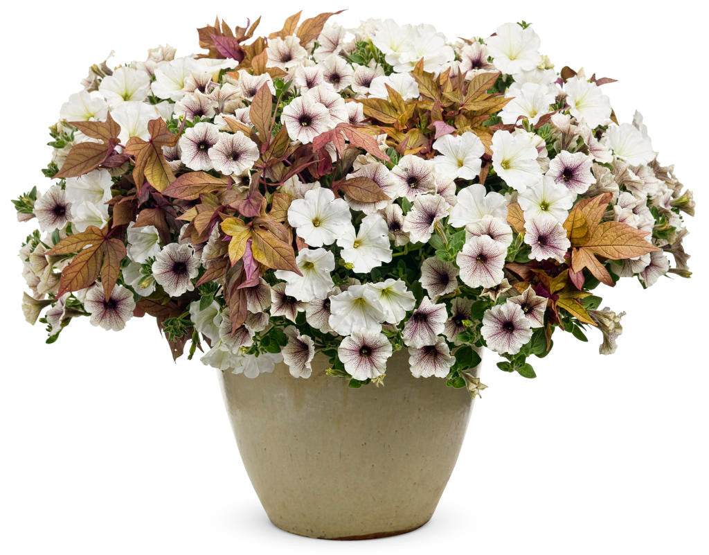 Petunia hybrid 'Supertunia® Latte™' combination