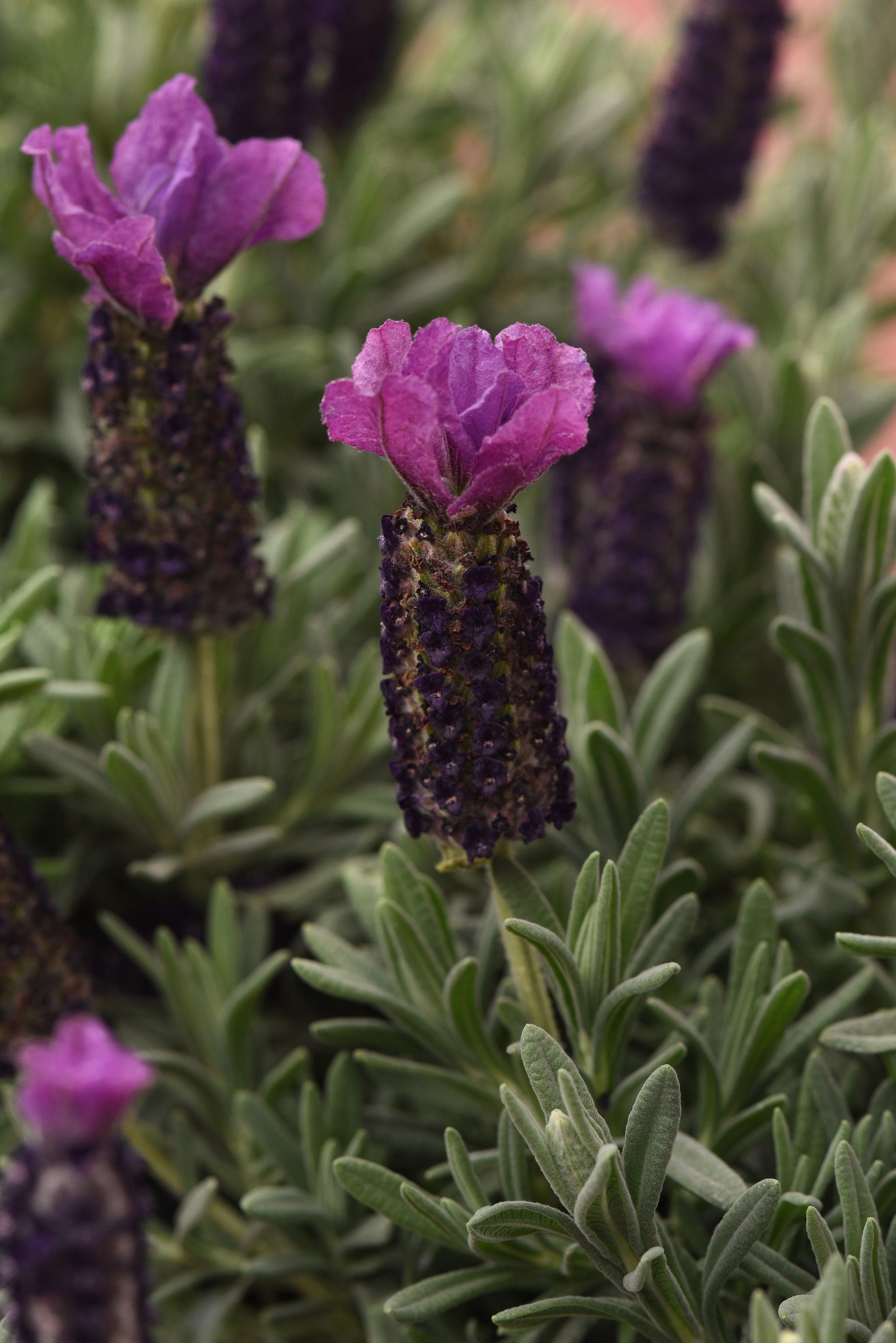 lavender stoechas plants Lavandula Stoechas 'Anouk Purple Medley' – Romence Gardens & Greenhouses