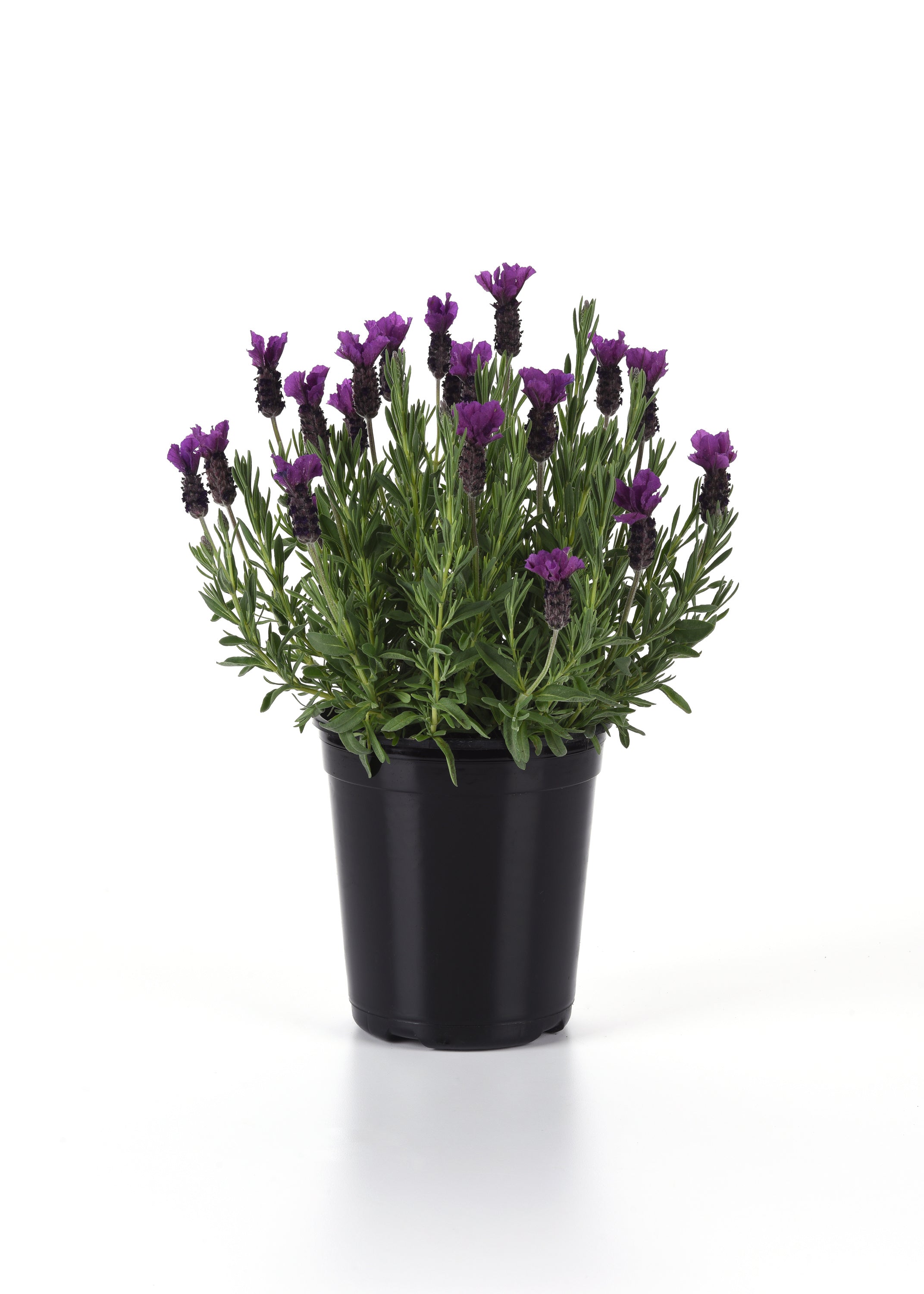 Lavandula Stoechas 'Anouk Purple Medley' – Romence Gardens