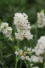 Lavandula angustifolia 'Ellagance Snow'