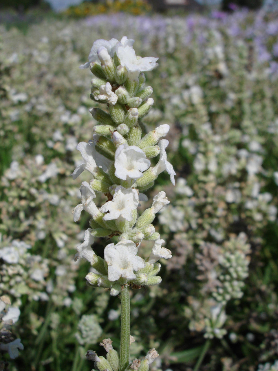 Lavandula angustifolia 'Ellagance Snow'