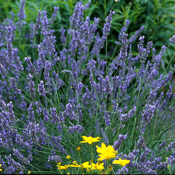 robertas lavender plants Lavandula x intermedia 'Grosso' – Romence Gardens & Greenhouses