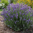 Lavandula angustifolia 'Hidcote'