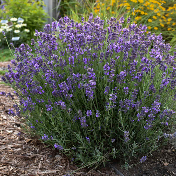Lavandula Angustifolia 'Hidcote'