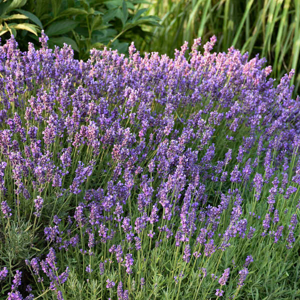 Lavandula angustifolia 'Hidcote' – Romence Gardens & Greenhouses