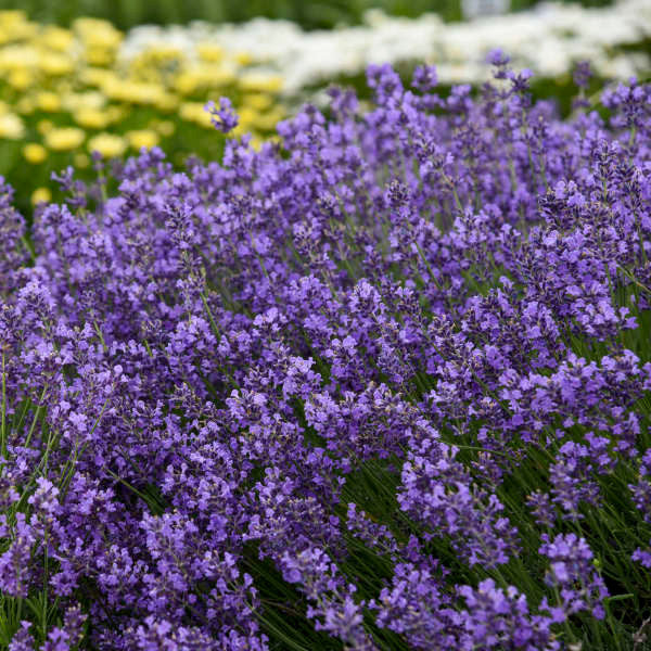 where to buy munstead lavender plants Lavandula angustifolia 'Munstead'
